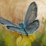 Common Blue Butterfly on Buttercup