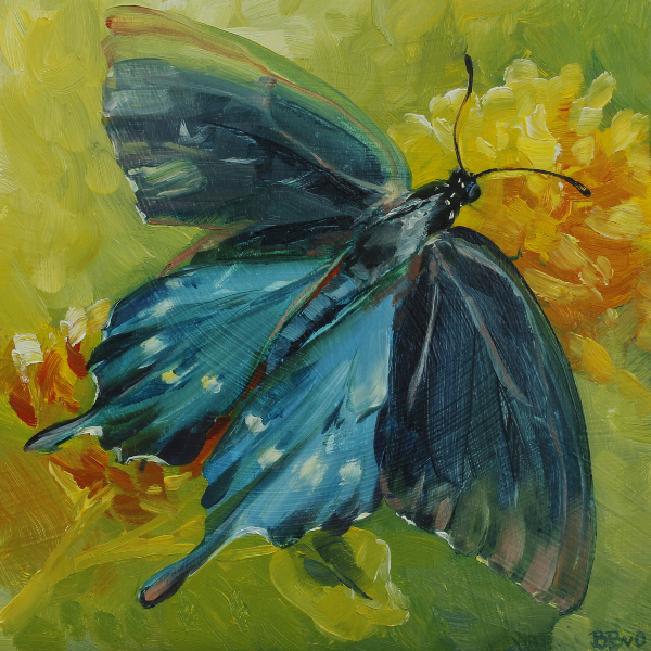 Pipevine Swallowtail Butterfly