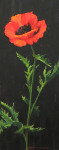 Flora's Poppy