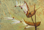 Milkweed Seed Pods