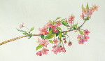 Cherry Blossoms