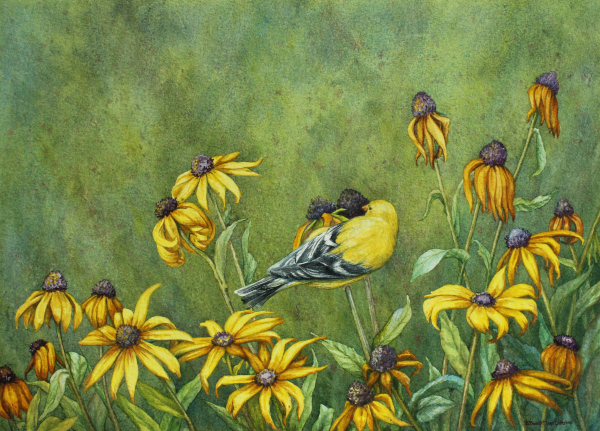 Goldfinch and Rudbeckia