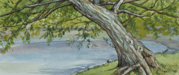 Old Willow of Clute Park